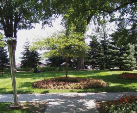 A tree in the Jesuit Gardens, Creighton University.